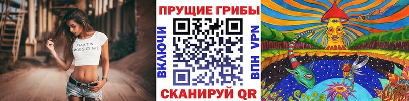купить закладку  Каргат  Псилоцибиновые грибы Psilocybine cubensis 